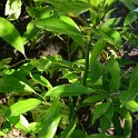 Cocculus laurifolius